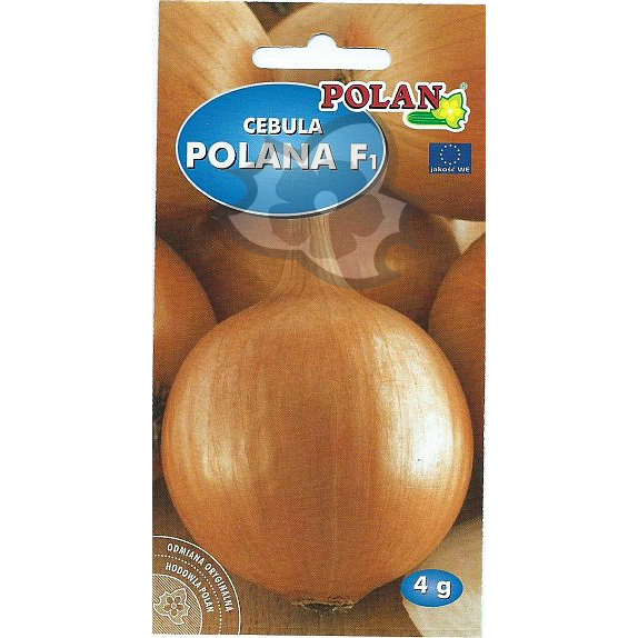 Cebula Polana 4g średniowczesna-8685